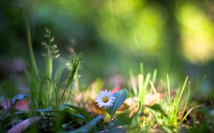 Close-up of a single daisy in a grassy meadow with bokeh background
