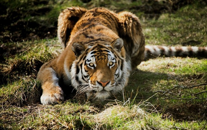 Tiger crouching in grass