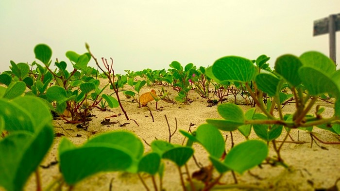 Green Beach Plants on Sandy Soil
