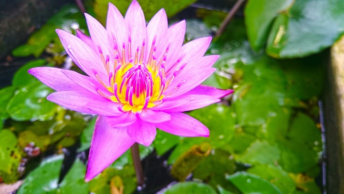 Pink lotus flower with yellow center in water