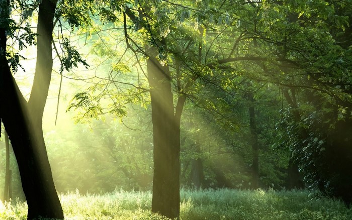 Sunlight filtering through trees in a forest