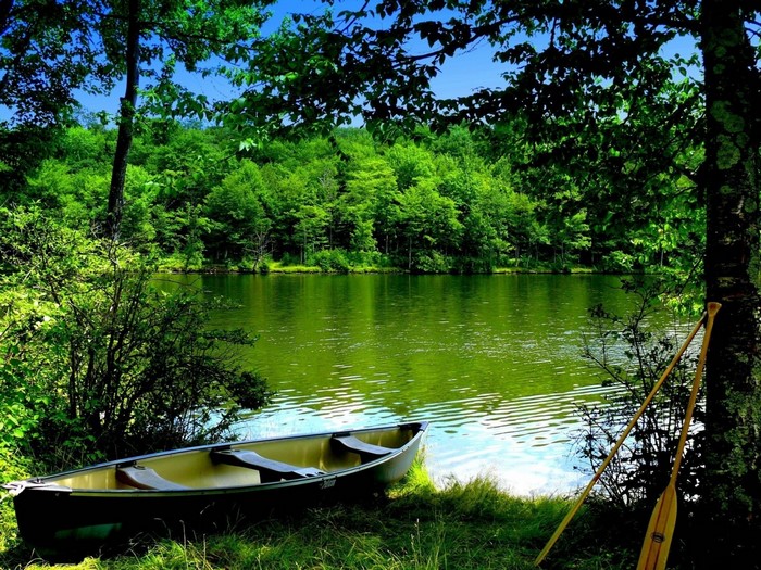 Canoe and paddles by a lake in a forest