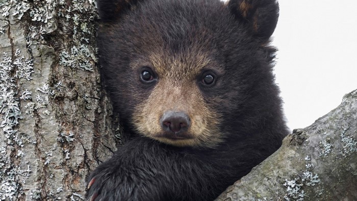 Baby black bear cub in a tree