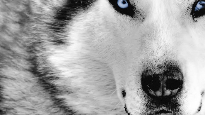 Close-up of a Siberian Husky's face with blue eyes