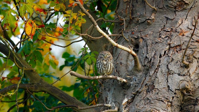 Little owl perched on a tree branch in autumn
