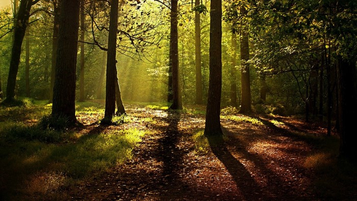 Sunlight filtering through trees in a forest