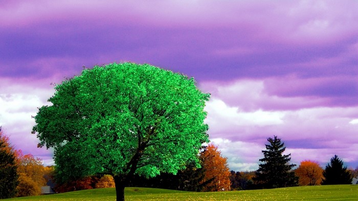 Green tree in a field with purple clouds