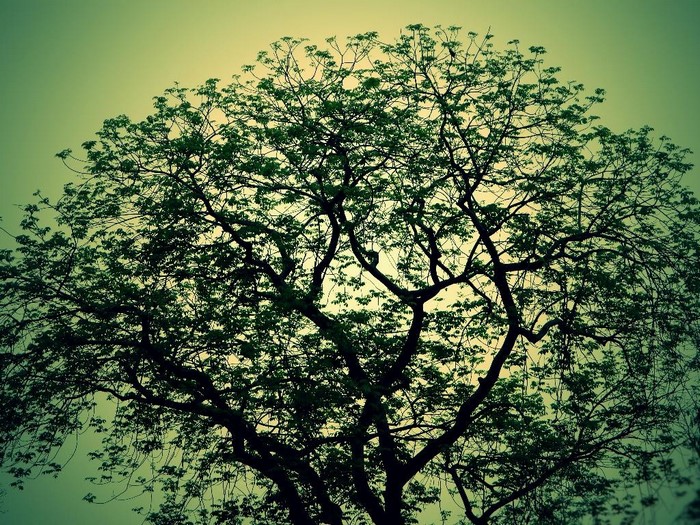 Silhouette of a large tree with green leaves against a hazy sky
