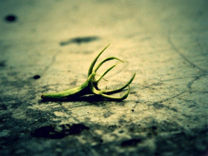 Green plant tendril on textured surface