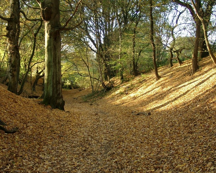 Forest path covered in autumn leaves with sunlight filtering through trees