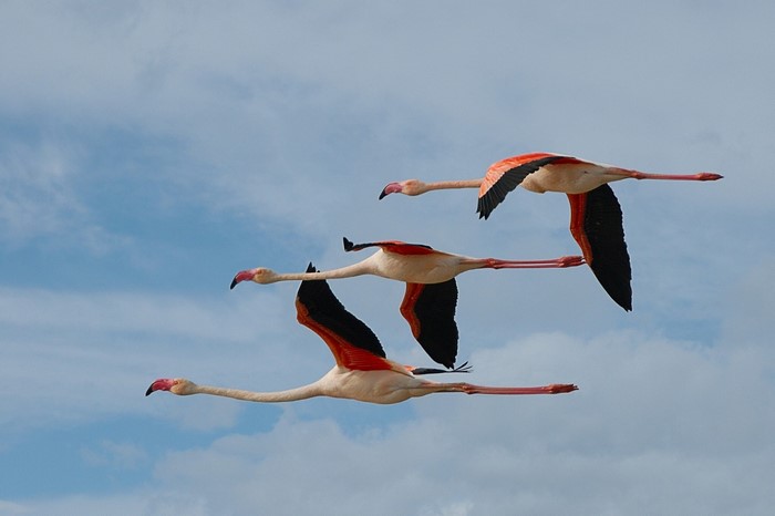 Three flamingos flying in the sky