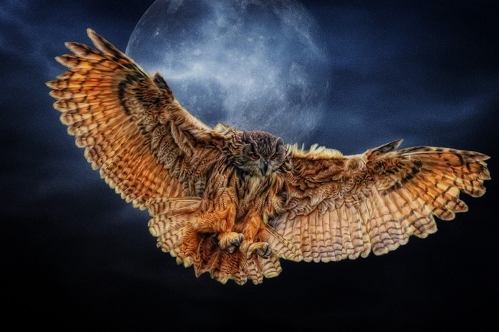 Owl in flight against a full moon