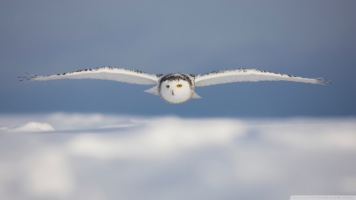 Snowy owl in flight over a snowy landscape