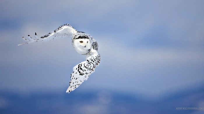 Snowy owl in flight against a blue sky