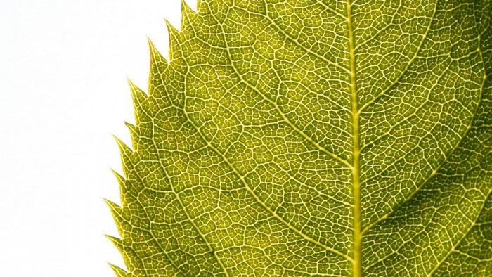 Close-up of a green leaf with serrated edges and intricate veins