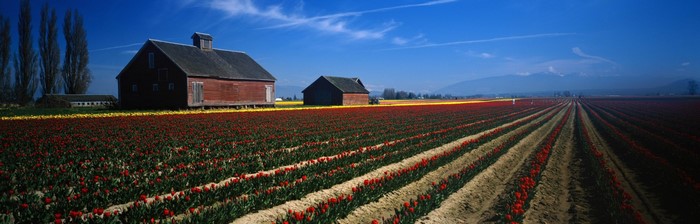 Farm with rows of red tulips and barns