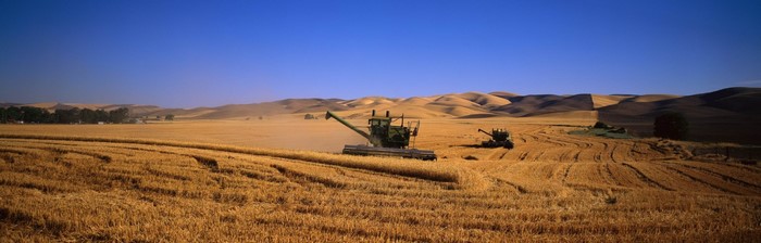 Golden Wheat Field with Harvesters on Rolling Hills