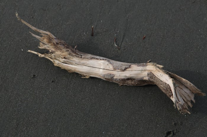 Driftwood on dark sand