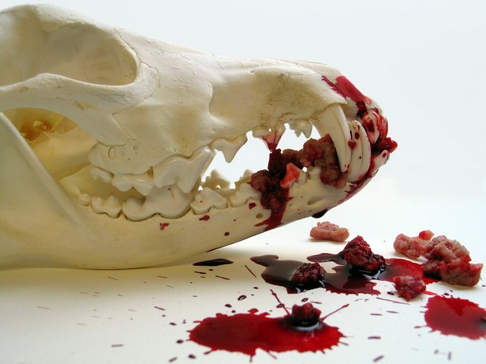 Animal skull with blood and gore