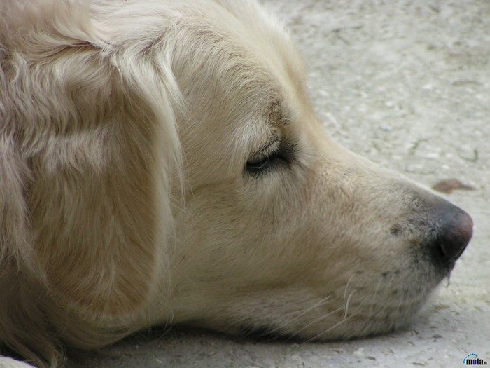 Close-up of a Golden Retriever's face