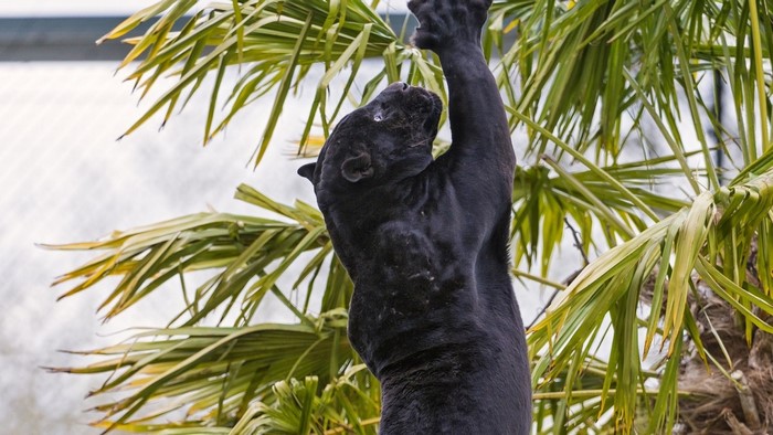 Black panther climbing a palm tree