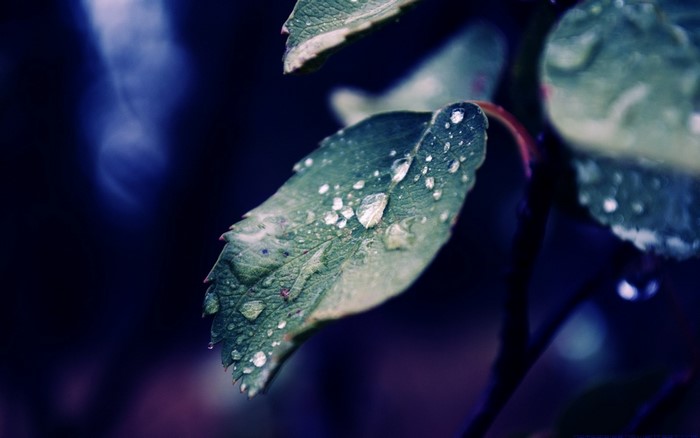 Macro photography of water drops on a green leaf