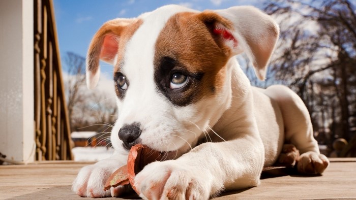 Puppy chewing on a piece of wood