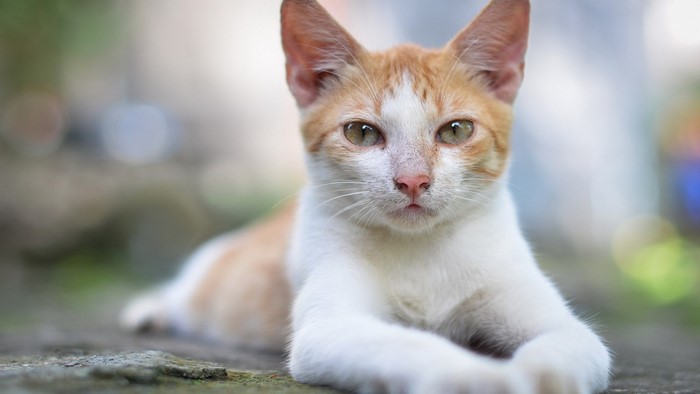Orange and white cat lying down outdoors