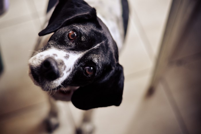 Close up of a black and white dog's face