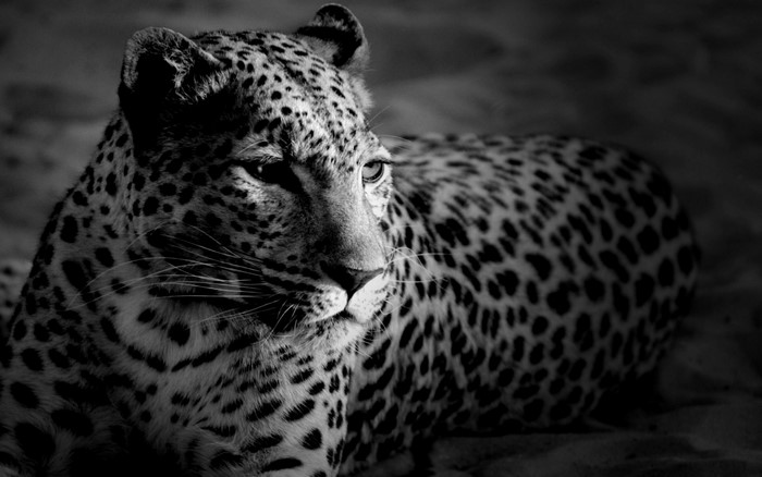 Monochrome portrait of a leopard in black and white