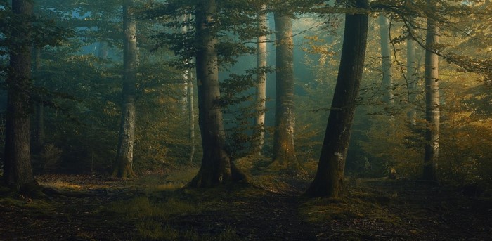 Misty Sunlit Forest in Early Morning