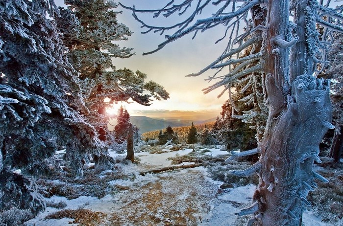 Winter forest landscape with snow and frost at sunset