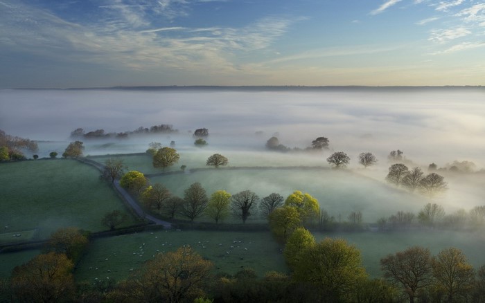 Misty morning landscape with sheep in a field