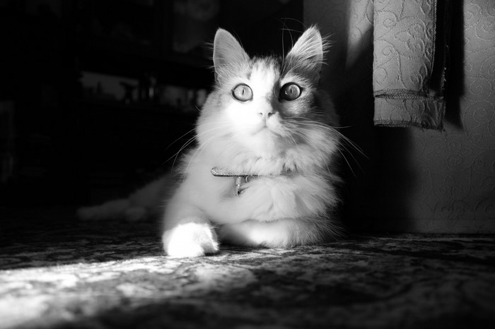 Black and white photo of a fluffy cat with wide eyes