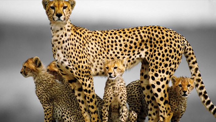 Mother cheetah with four cubs in a studio portrait