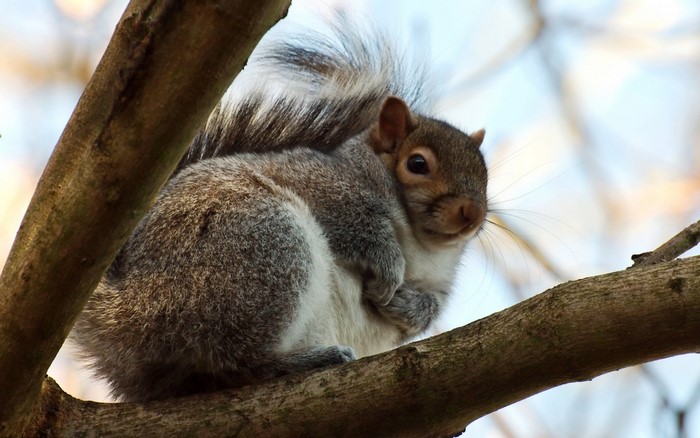 Close up of a squirrel on a tree branch