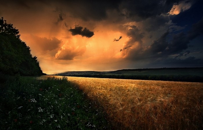 Stormy Sunset Over Wheat Field and Wildflowers