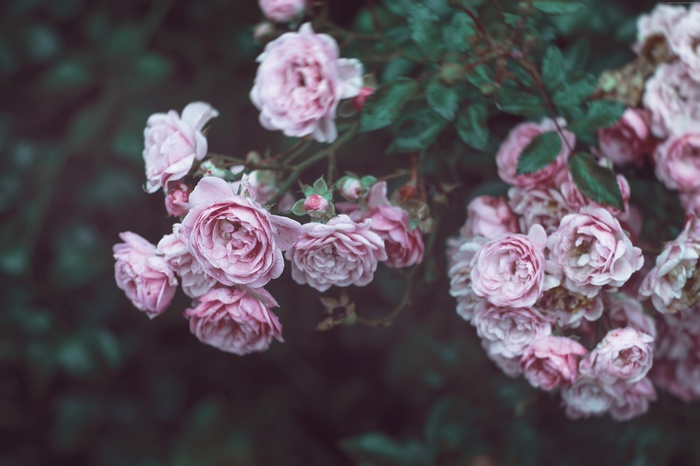 Pink Roses 4K