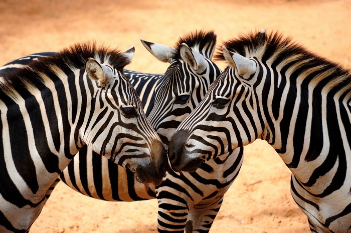 Three zebras standing close together