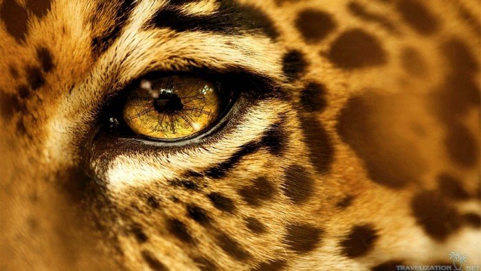 Close-up of a Jaguar's Eye and Fur Patterns