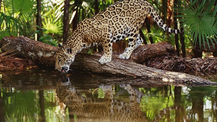 Jaguar drinking water from a log in a jungle habitat