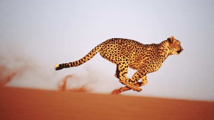 Cheetah running on sand