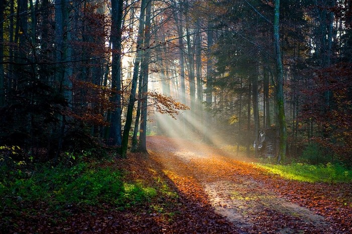Sunlight filtering through trees onto a forest path in autumn