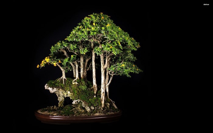 Bonsai trees with yellow flowers on a rock
