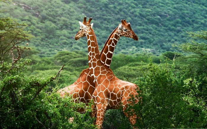 Two giraffes with intertwined necks in a forest