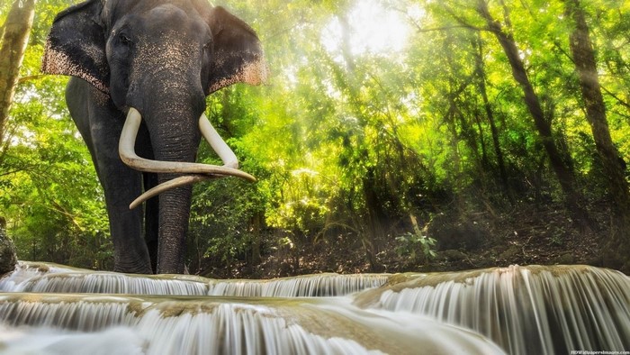 Elephant standing in a waterfall in a lush forest