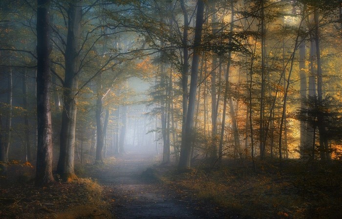 Misty forest path with sunlight filtering through trees