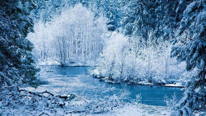 Snow-covered forest with a river in winter