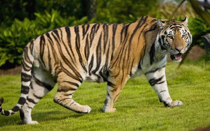 Tiger walking on green grass