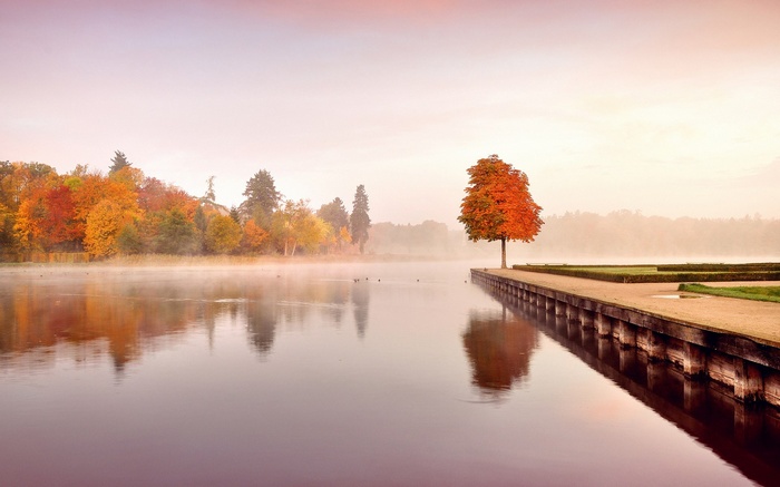 Autumn tree on a pier by a misty lake